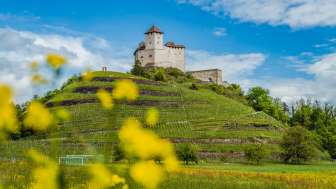 Lenteweiden met gele bloemen voor burcht Gutenburg in Balzers - een populaire etappe op de "Liechtenstein-Weg" met een historisch panorama