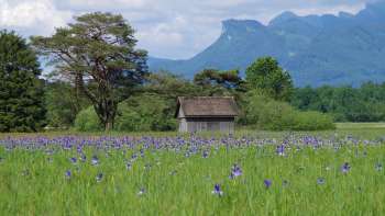 Uitgebreid natuurpad door het Natuurreservaat Ruggeller riet met een indrukwekkend bergpanorama op een zonnige dag