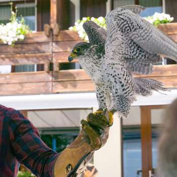 Valkenier met valk op zijn hand