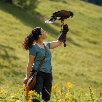 Harris-Hawk zit op de hand van een vrouw