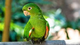 Groene papegaai met rode vlekken op een tak in het vogelparadijs in Mauren