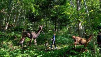 Lama's en alpaca's trekken door het schaduwrijke bos