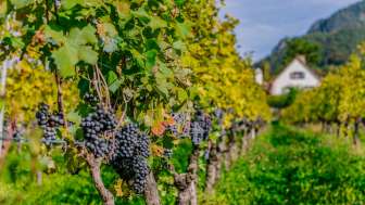 Wijngaard met rijpe druiven in Liechtenstein Rijen wijnstokken met rijpe donkere druiven in een herfstachtige wijngaard in Liechtenstein tegen een alpine achtergrond