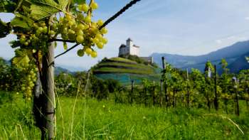 Wijngaarden met rijpe druiven op de voorgrond, daarachter het imposante burcht Gutenburg in Balzers