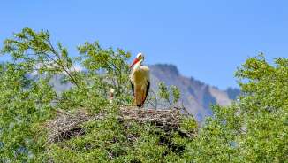 Witte ooievaar op groot nest in boomtoppen voor bergen in Liechtenstein onder heldere hemel - symbool van biodiversiteit