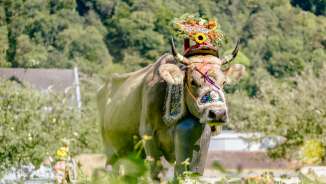 Koe met uitgebreide bloemdecoraties en traditionele bel tijdens de traditionele alpiene rit in Liechtenstein, tegen een groene natuurlijke achtergrond