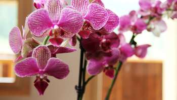 Leefruimte vakantiewoning Beck Bärgtälli