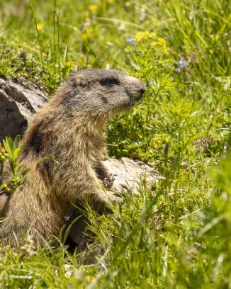 Marmot rekt zich uit zijn hol in het midden van een kleurrijke alpenweide in Malbun, omringd door groene grassen en wilde bloemen.