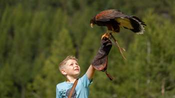 Harris-Hawk zit op de hand van een jongen