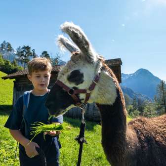 Een jongen voert een bruin-witte lama met vers gras tegen de achtergrond van een alpine berg in Liechtenstein.