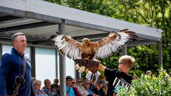 Een jongen houdt een roofvogel in zijn armen, geleid door een valkenier